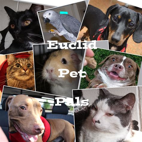 Euclid animal shelter - The Euclid Animal Shelter/Euclid Pet Pals can always use donations to help keep the animals happy and healthy. Drop off items Tuesday through Saturday from 12-4 or leave them by the front door when the shelter is closed. The great support from the community is always appreciated!!!